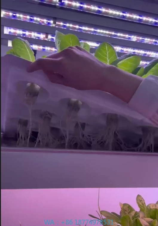 Hydroponic Farming Agriculture - f Kas Landbouwuitrusting Groeien Paddestoel Groente