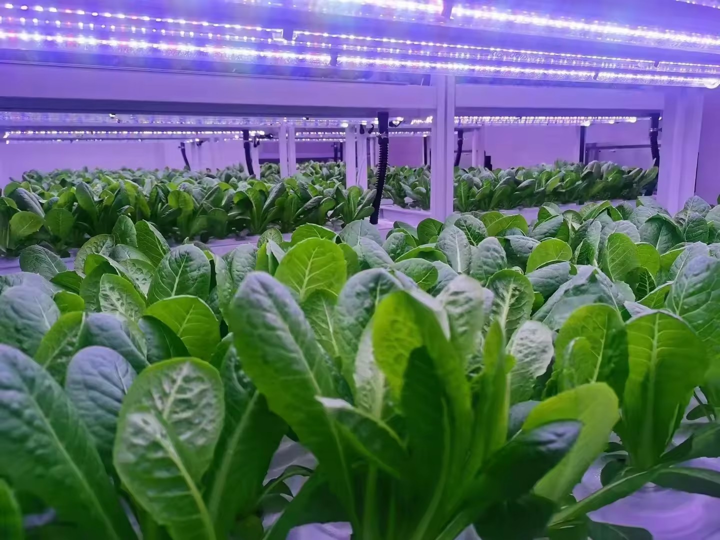 Verticaal boerderij hydroponis - Hydroponic Farming Agriculture recensie en prijs
