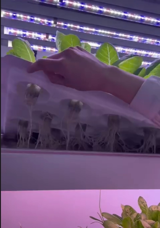 Verticaal boerderij hydroponis - Hydroponic Farming Agriculture recensie en prijs
