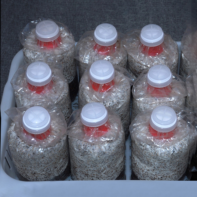 10 stuks Mushroom Grow Bag Sea - Mushroom Spawn Bag recensie en prijs