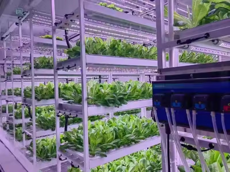 Verticale boerderij hydrocultu - Hydroponic Farming Agriculture recensie en prijs
